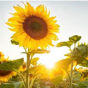 Meet your Posher, Jo